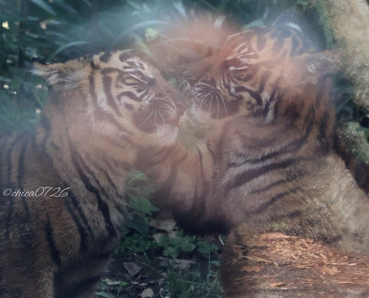 スマトラトラの仔2頭✨

前に反射の写りこみがはいったら、妙にファンタジックに仕上がりました🤭

#スマトラトラ 
#sumatrantiger
#トラ #tiger
#上野動物園 
#uenozoo