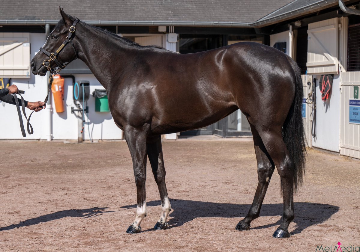 𝐆𝐁𝐁 𝐅𝐈𝐋𝐋𝐘 @ 𝐀𝐑𝐐𝐀𝐍𝐀 𝐁𝐑𝐄𝐄𝐙𝐄 𝐔𝐏 🌟Lot 164 -Kameko x Out of the Flames ♦️The only 100% GBB filly in the sale Half sister to 2 winners inc' £30,000 GBB winner OUT OF THE STARS Consigned: @longwaystables 🔗arqana.com/lots/breeze_up… @InfoArqana @BrzUps @tweenhills