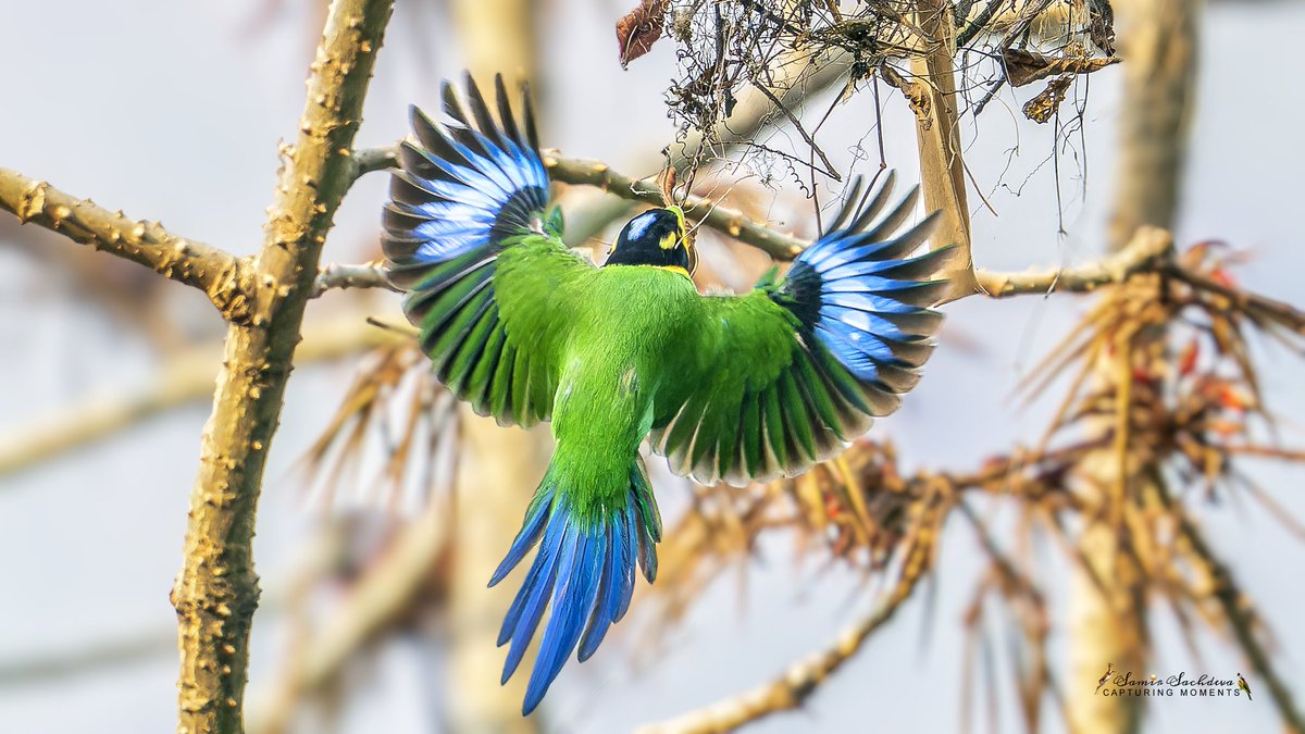 Wings of devotion #BirdTwitter #BirdsOfTwitter #birds #birdphotography #birdwatching #birding #wildlifephotography #nature #BBCWildlifePOTD #IndiAves #ThePhotoHour #birdcpp #BirdsSeenIn2024 #longtailedbroadbill #birdsinflight #beautifulbirds #wings