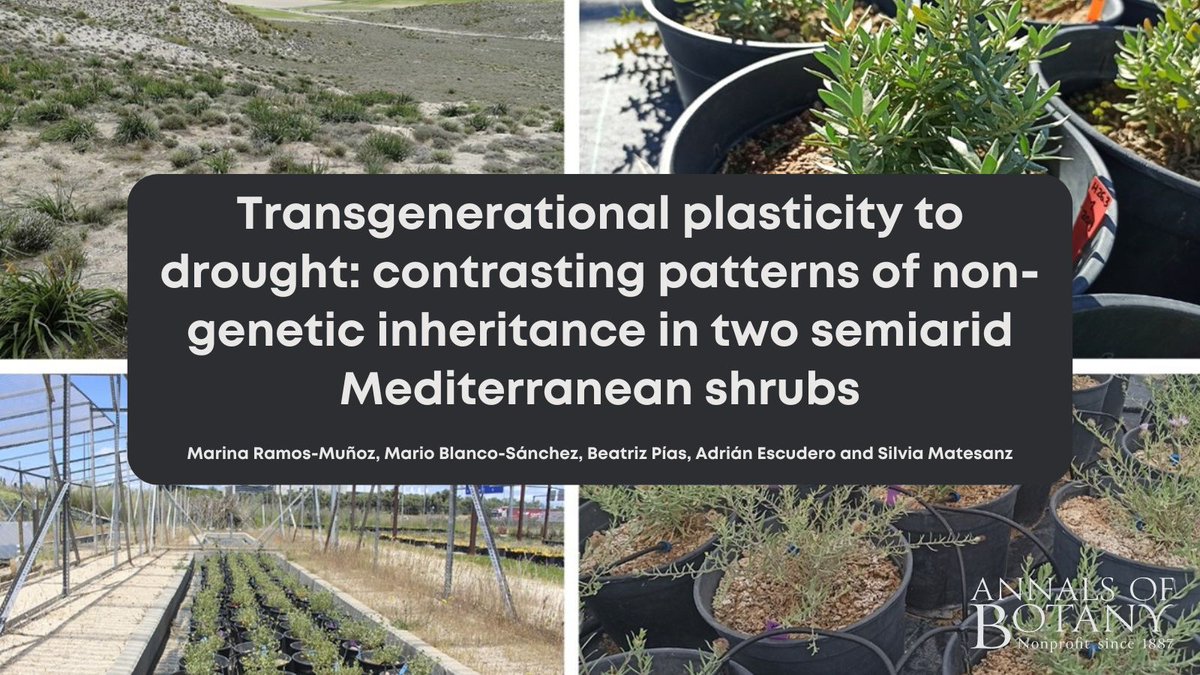 🎉🌿Great news! The new paper ‘Transgenerational plasticity to drought: contrasting patterns of non-genetic inheritance in two semi-arid Mediterranean shrubs’ in <a href="/annbot/">Annals of Botany</a> by Marina Ramos-Muñoz is now #free for a limited time. (1/7)

👉 botany.fyi/2elalm

#AoBpapers
