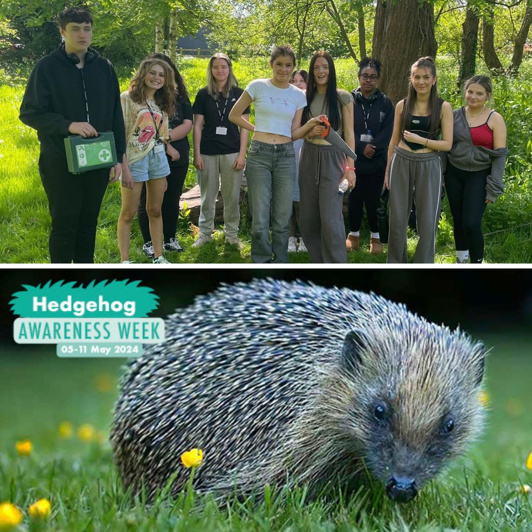 It's #HedgehogAwarenessWeek and some of our level 3 Animal Care learners have started their project of making hedgehog homes! 🦔🏡 There will be lots more to come on this as we are currently working towards Rodbaston becoming an official Hedgehog Friendly Campus @hedgehogsociety