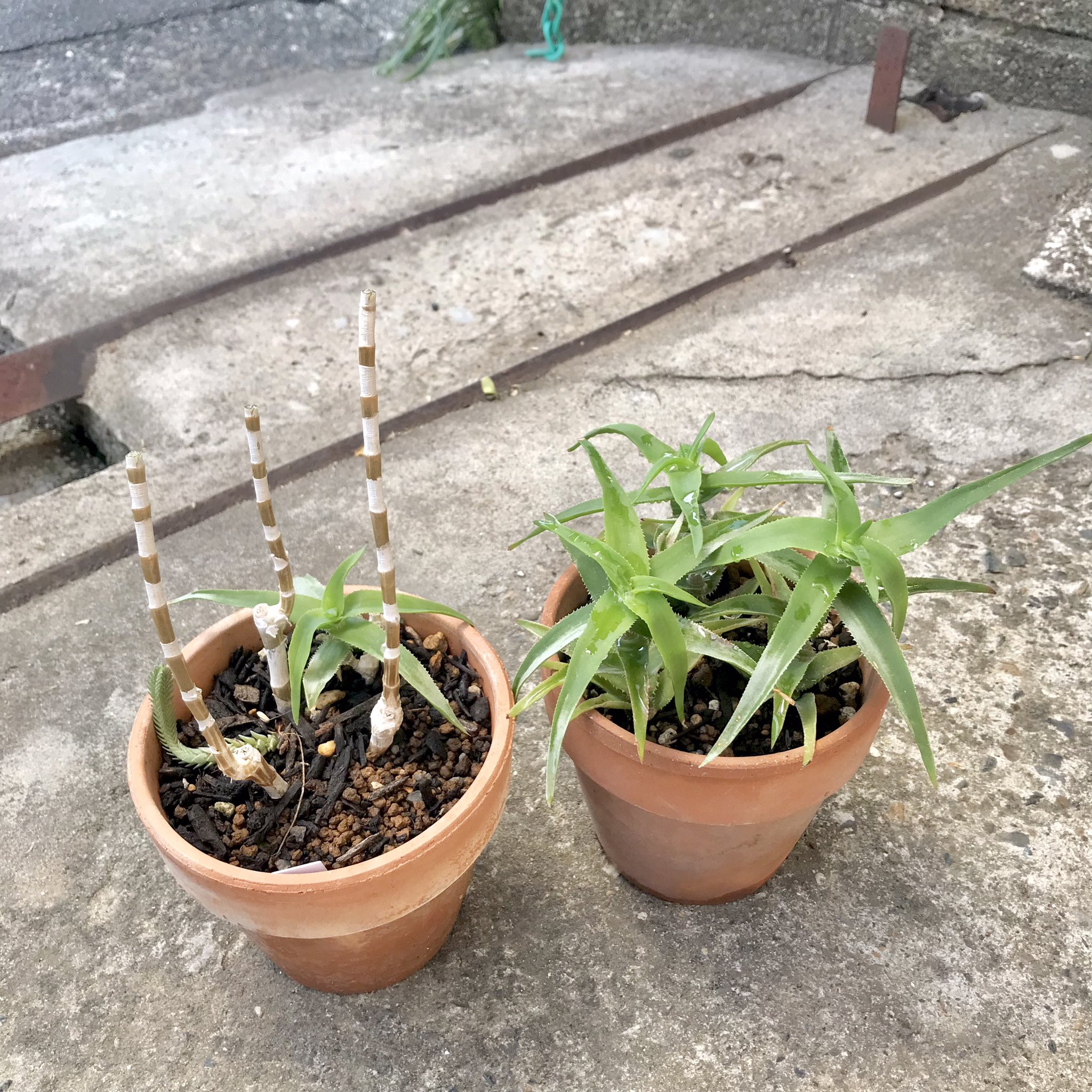 現品 アロエ ディコトマ 幹上がり 根上がり 希少 ドライガーデン