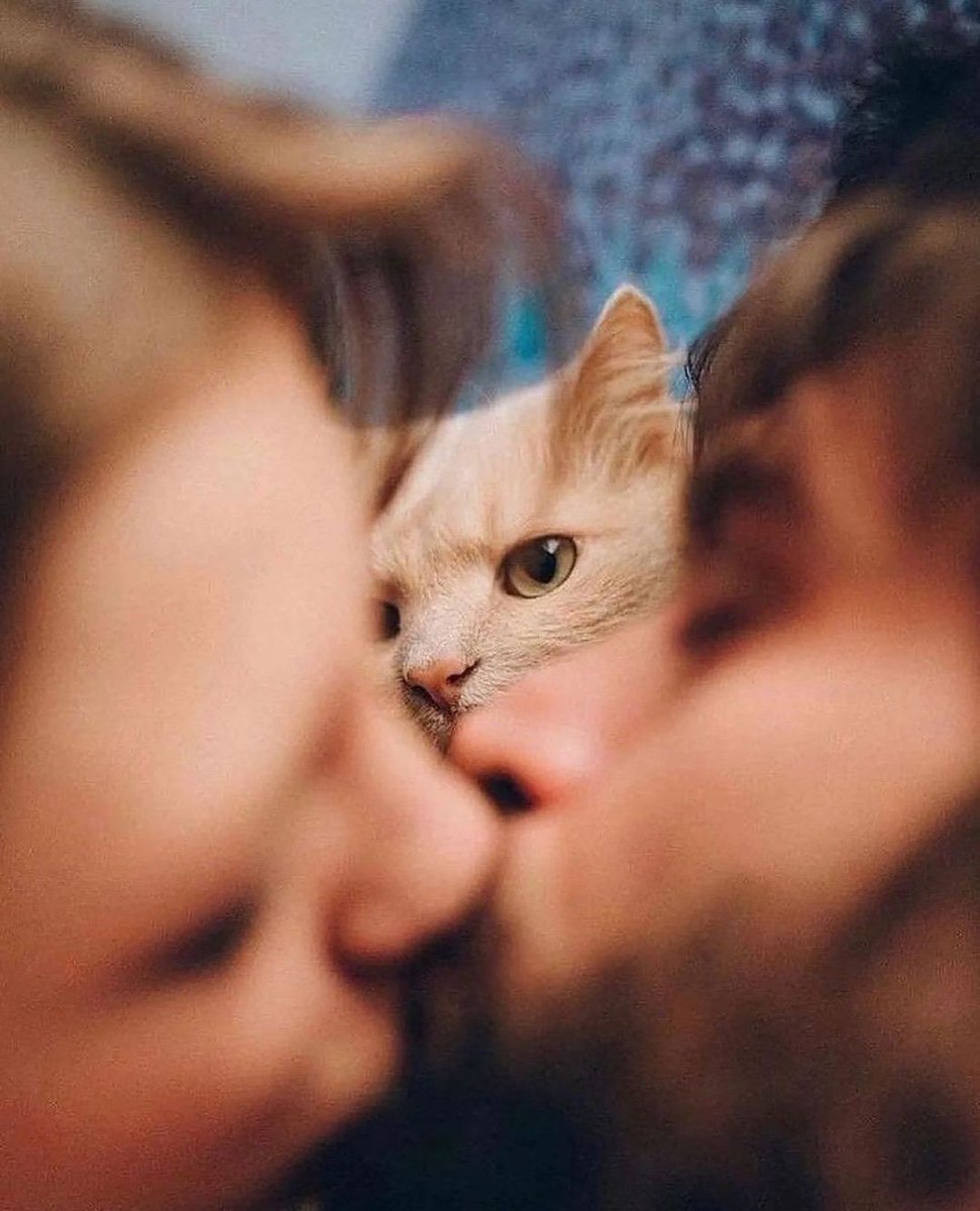 Little Intruder in the Couple 🐈 by Natali Voitkevich #cat #catlover #lover #cute