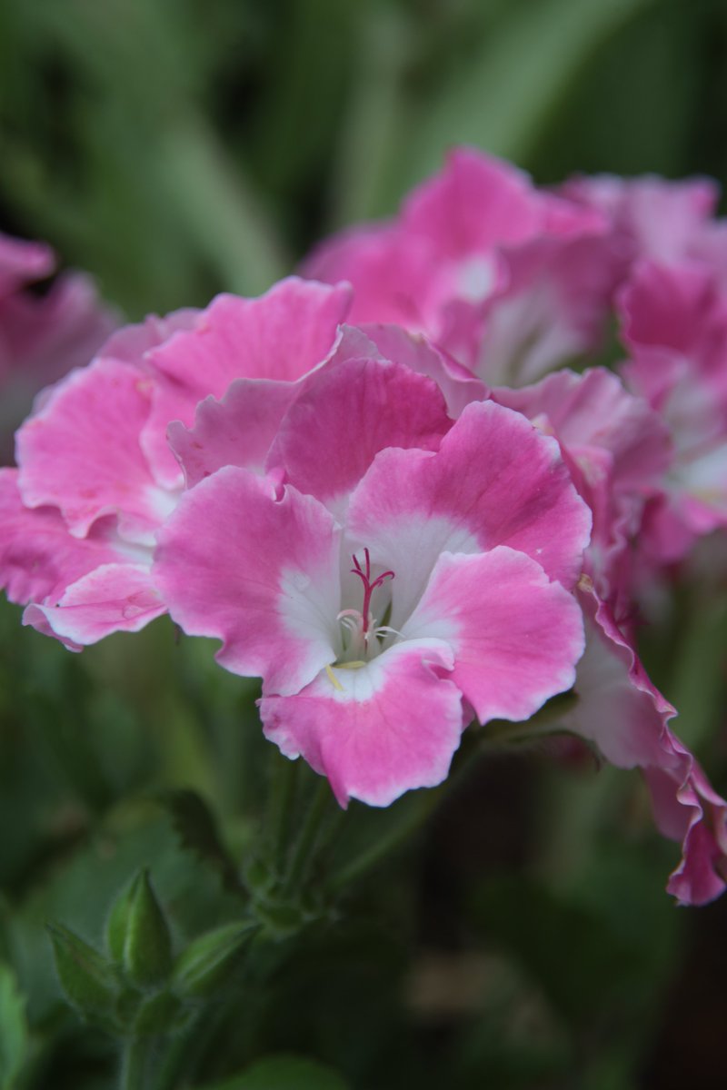 Pelargonium 😘

#Photography #Flowers