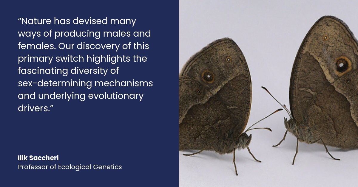 Our researchers have discovered a previously undescribed molecular mechanism of how the sex of a #butterfly embryo is initially specified🦋 Read more ⬇️ news.liverpool.ac.uk/2024/05/09/new…