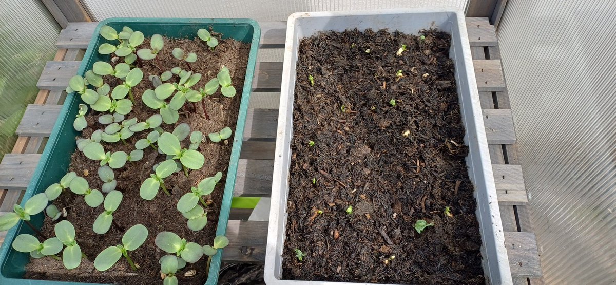 Peas and sunflowers starting to sprout! #GetGrowingLeeds @Feed_Leeds