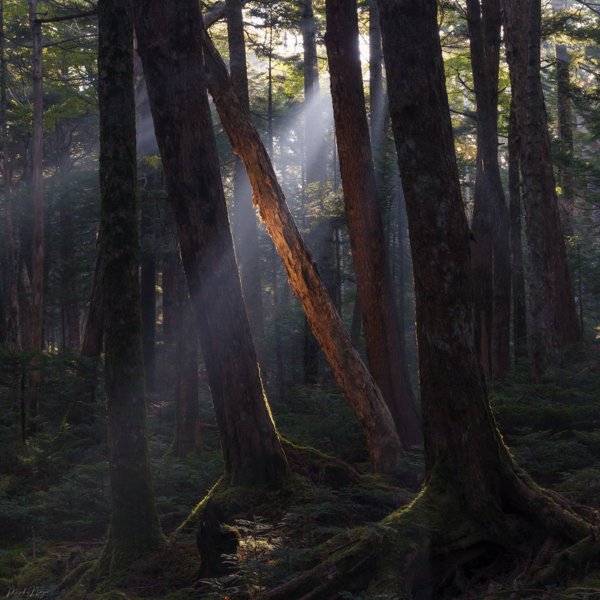 Wild forest.

#GFX100 #fujifilm_xseries