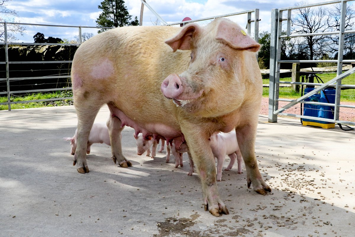 🐷 Farm Fridays! In May, we're celebrating newborn animals on the estate. Peggy the rare-breed Landrace pig has welcomed five piglets to Valentin's Education Farm, where children learn about where food comes from and how to look after animals. Welcome to the piglets!