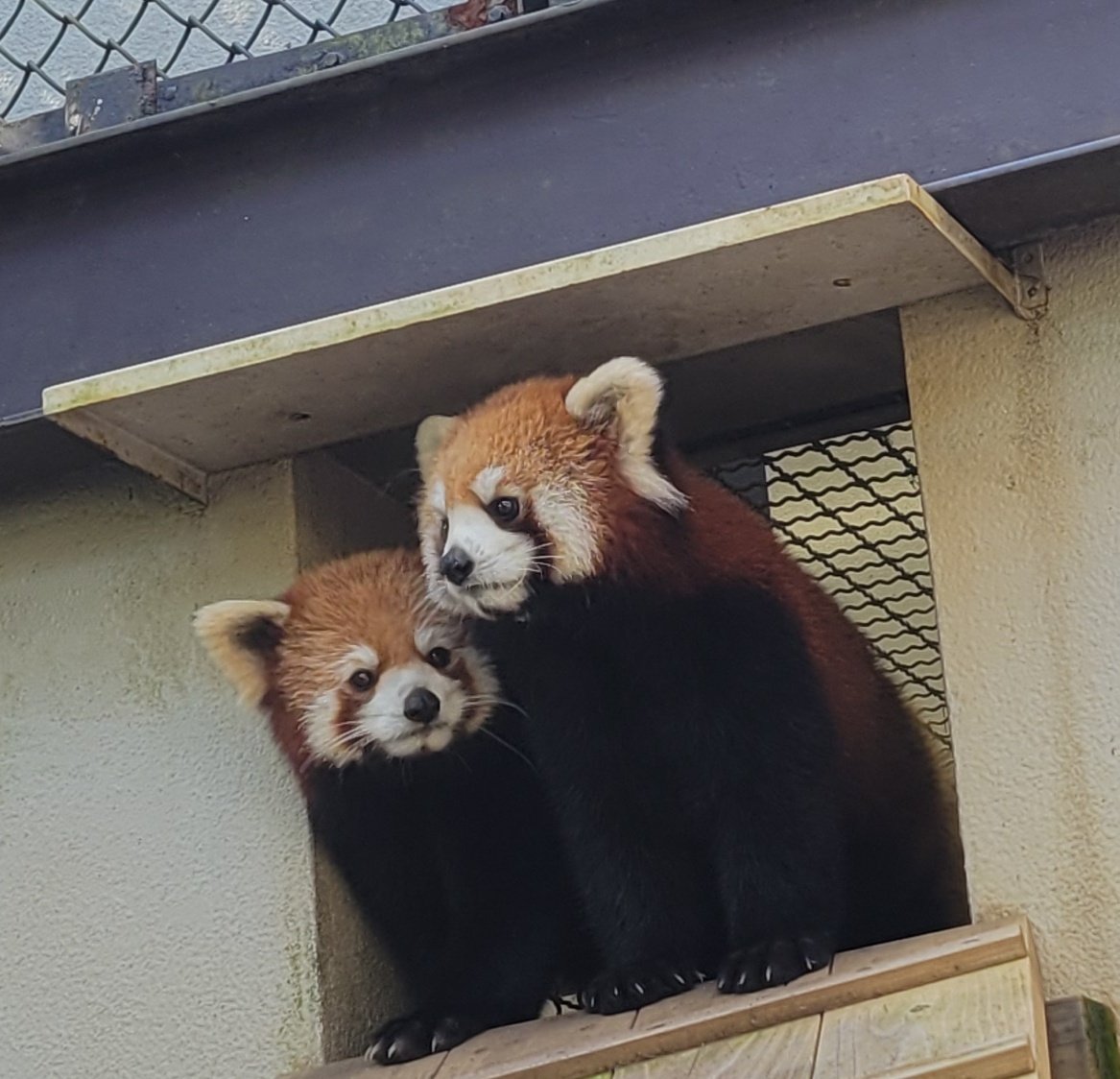 5月12日(日)は母の日💐
そこで、昨年母になったシンファへ、感謝の気持ちを込めて㊙️プレゼントをします。
また、飼育員が見た仔育ての様子や最近の様子などをお話します。
お時間ある方は、5月12日(日)午後1時15分にレッサー舎へお越し下さい😊
#熊本市動植物園
#シセンレッサーパンダ
#シンファ♀️