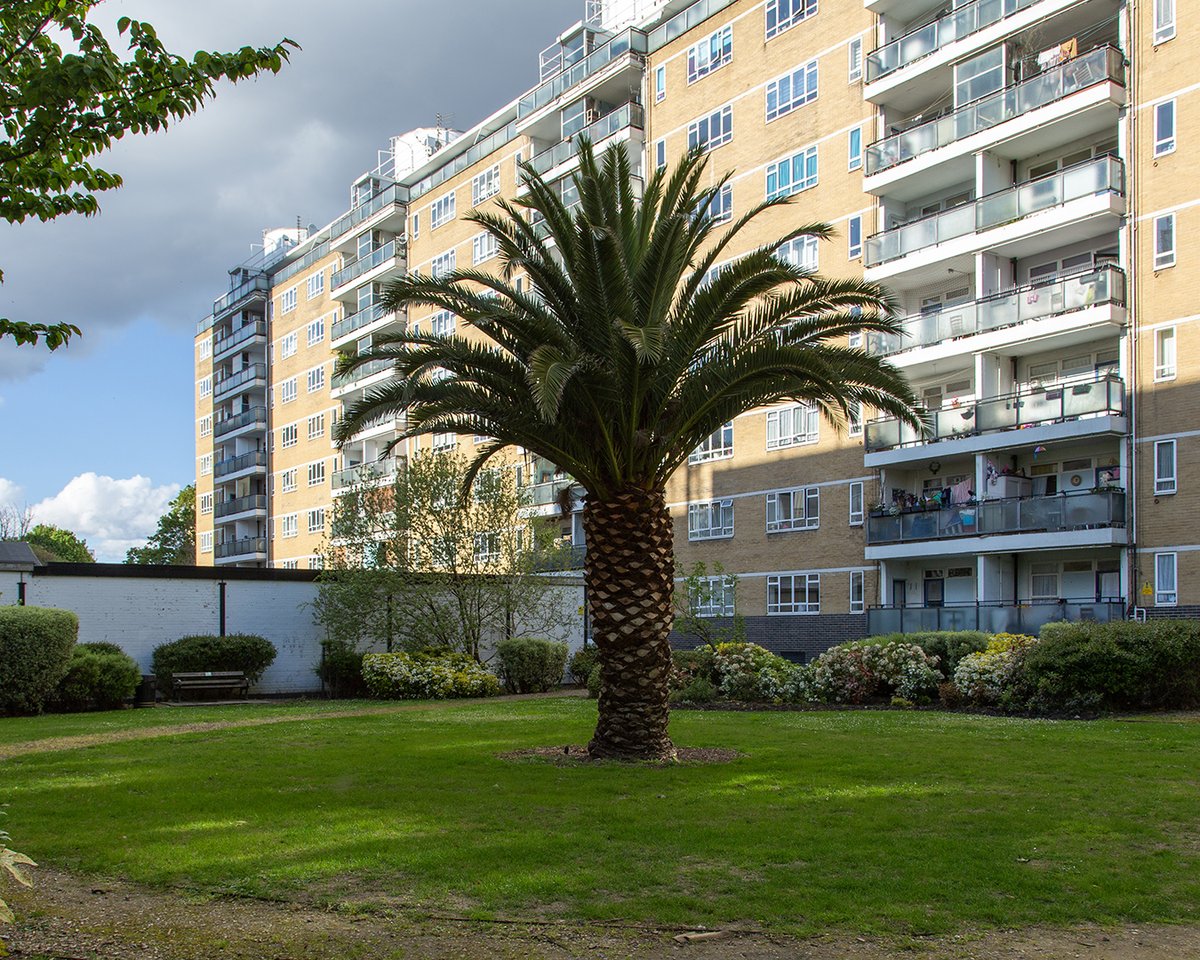 The weather looks great for my @urbantreefest walks around the amazing trees of the Churchill Gardens Estate tomorrow and Sunday. 🌞 🎟️ There's still a few tickets left. 🌳 See you in Pimlico? 👉 urbantreefestival.org/churchill-gard…