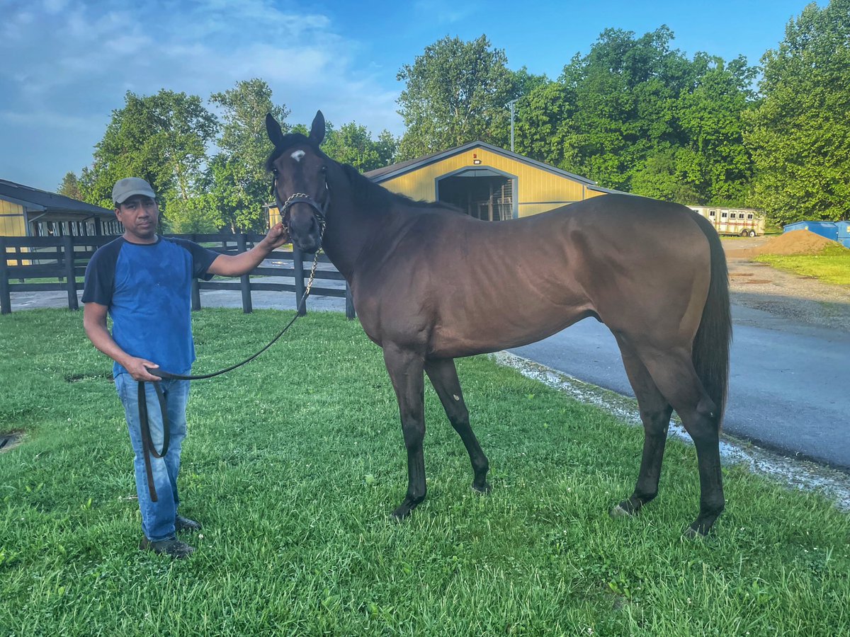 Update on Bozdagi, who x-rayed clean after being vanned off at Churchill Downs. He’s now back in work, here’s a photo his owner kindly supplied us.