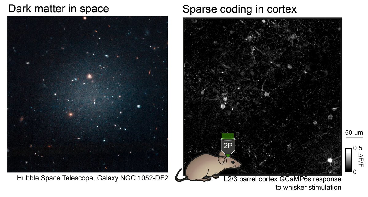 Most neurons in the cortex remain silent, even during sensory stimulation and behavior. What are these silent neurons good for? This is known as the “dark matter problem” of the brain. We address this problem in our <a href="/NeuroCellPress/">Neuron</a> study led by <a href="/omgauld/">Oli Gauld</a> 

doi.org/10.1016/j.neur…