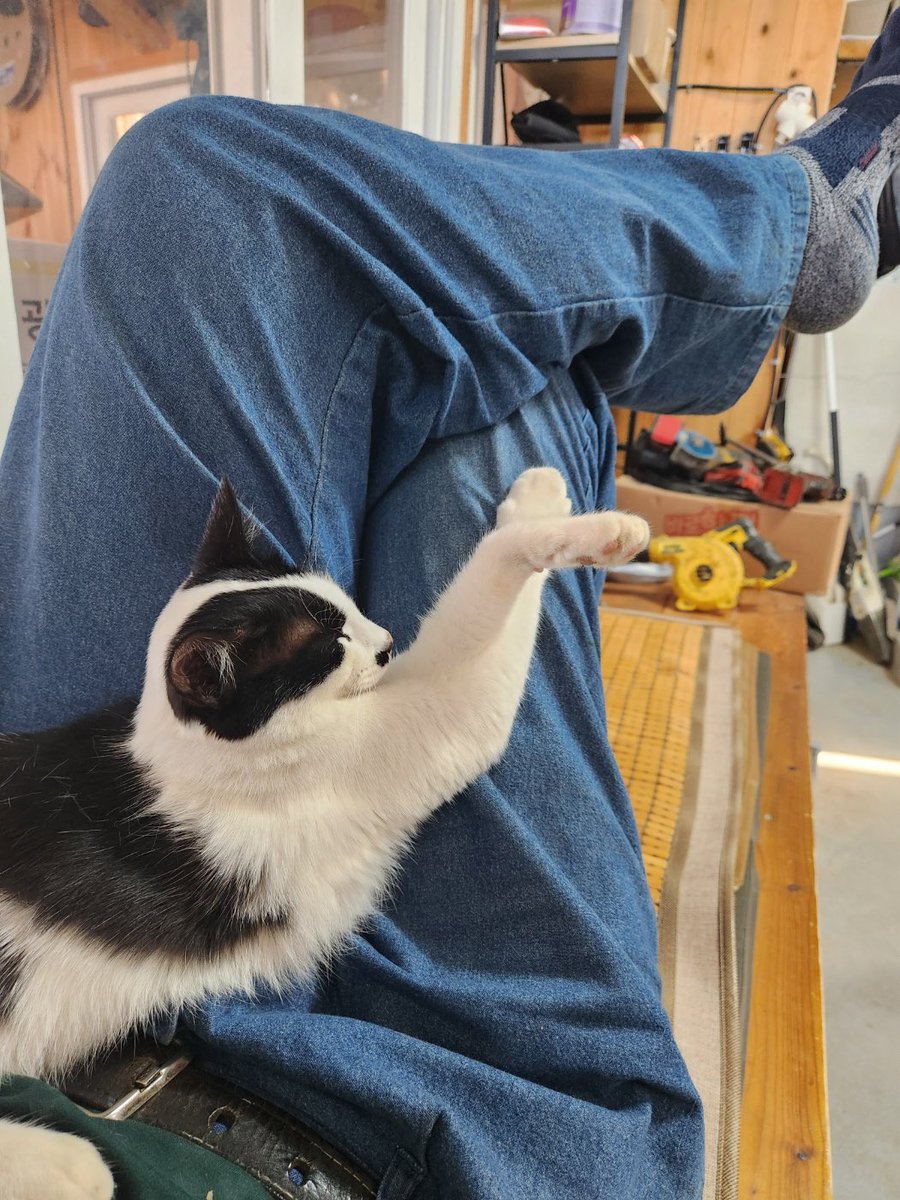 아빠가 저녁먹다가 갑자기 사무실에서 키우는 고양이 이야기하면서
아빠 "내가 잔다고 다리 꼬고잇으니까 와서 지도 다리꼬고 자더라"
내가 이해한것 : 사람처럼 앉아서 자는데 다리꼬고있는 고영
아빠가 보여준 고양이 사진 :