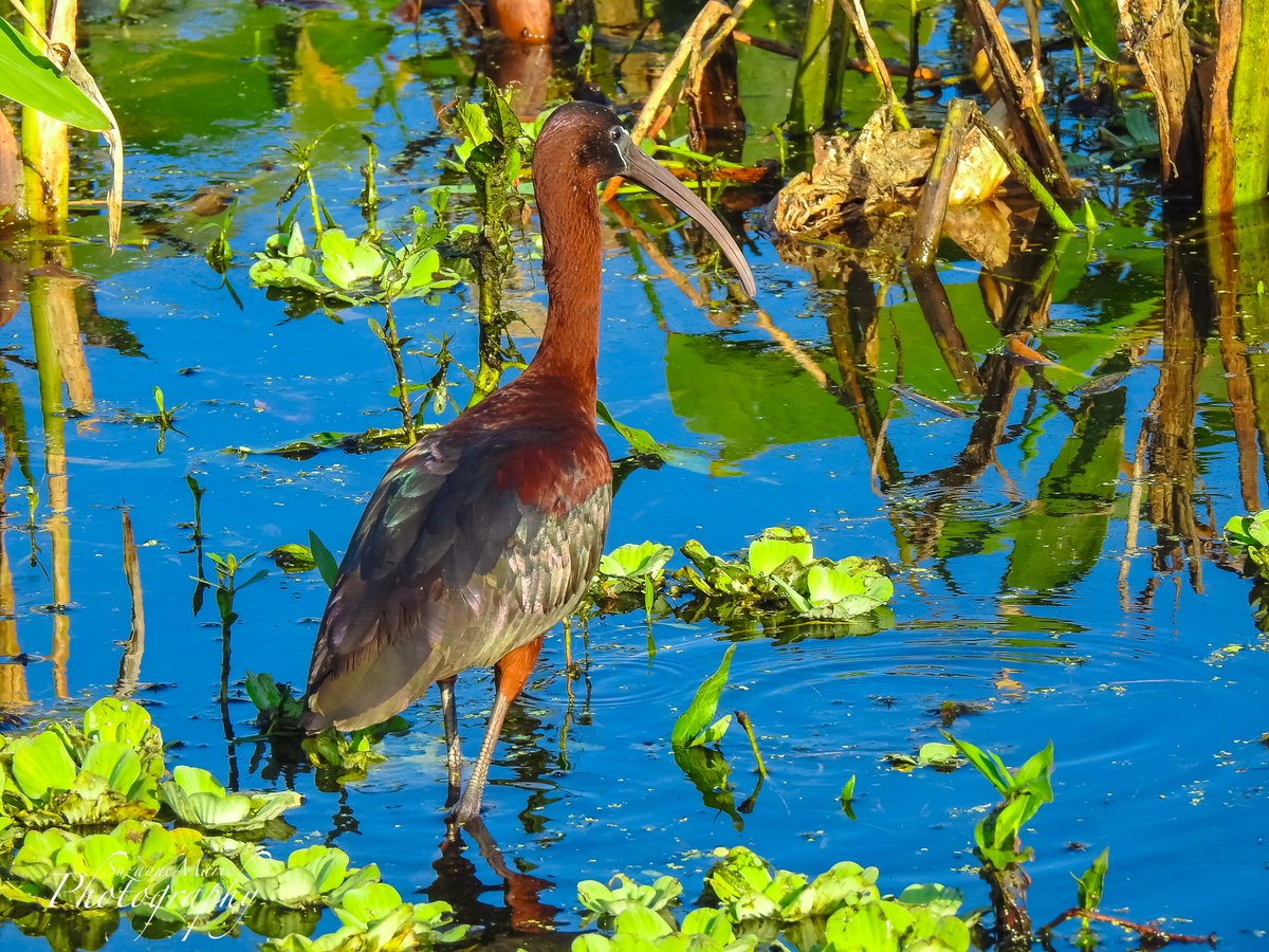 Glossy Ibis

#wildlife #birdphotography #wildlifephotography #photography #naturelovers #photooftheday #photographer #florida #plantcity #tampa #wildlifephotographer #naturephotography #animalphotography #wildlifephoto #wildlifeplanet #circlebbarreserve