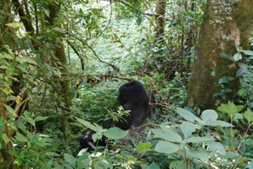 10 Day Gorila Trekking Safari
Trekking with Gorillas: An Unforgettable Adventure 🦍🌿
#bonobosafricansafariholidays #nature #naturephotography #naturelovers #gorilla #wildlife #wildlife #wildlifephotography #wildlife_seekers #holiday #holidaydecor #holidayseason #tour #travel
