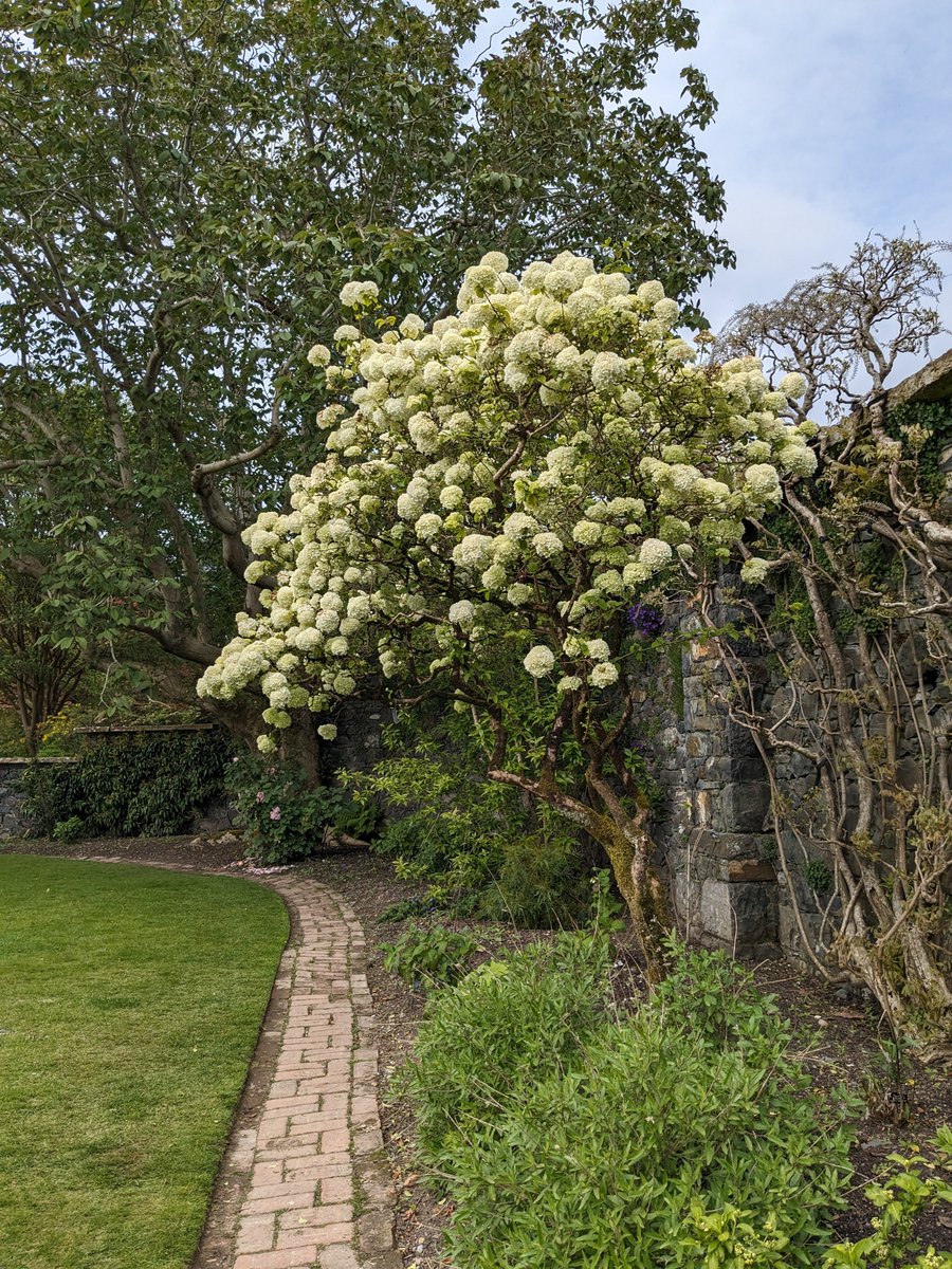 Beautiful viburnum are bursting into bloom, with some stunning varieties from the Puddle Garden down to the Terraces and Glades. Pop along and see them right now looking at their best bit.ly/3bC4z2x #NTCymru #NationalTrust #Viburnum #Flowers #BodnantGarden