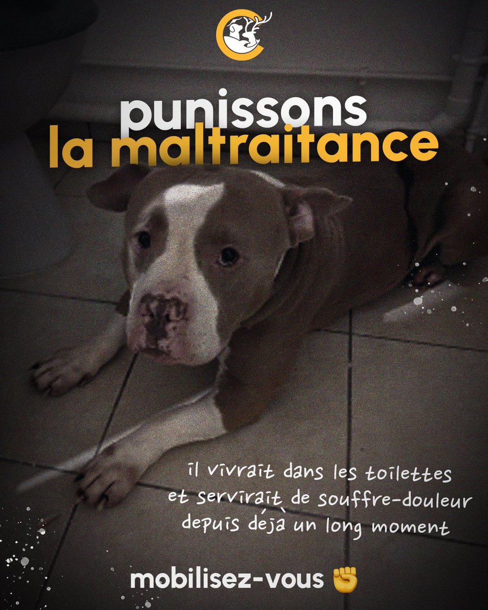 “L'individu est soupçonné d'avoir frappé son #chien avec une tringle à rideau dotée de clous” 💬

Depuis son interpellation, le 25/04, la mobilisation est en marche pour condamner fermement l’auteur de #maltraitanceanimale !

Rejoignez le combat ici

➡️ mesops.com/JusticeAmStaff ✍️