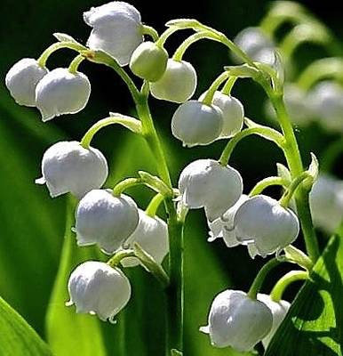 a lucky charm...
                                #LilyOfTheValley 
                                                         #gardening 
                                                                            #flowers 

                                           #FridayFlowers