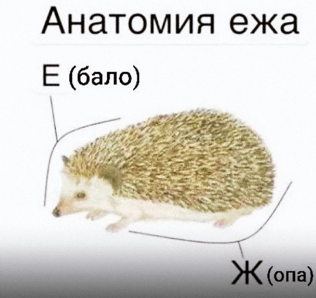 LysyjKrol's tweet photo. извините, ржу https://t.co/rk7XQAMgB5