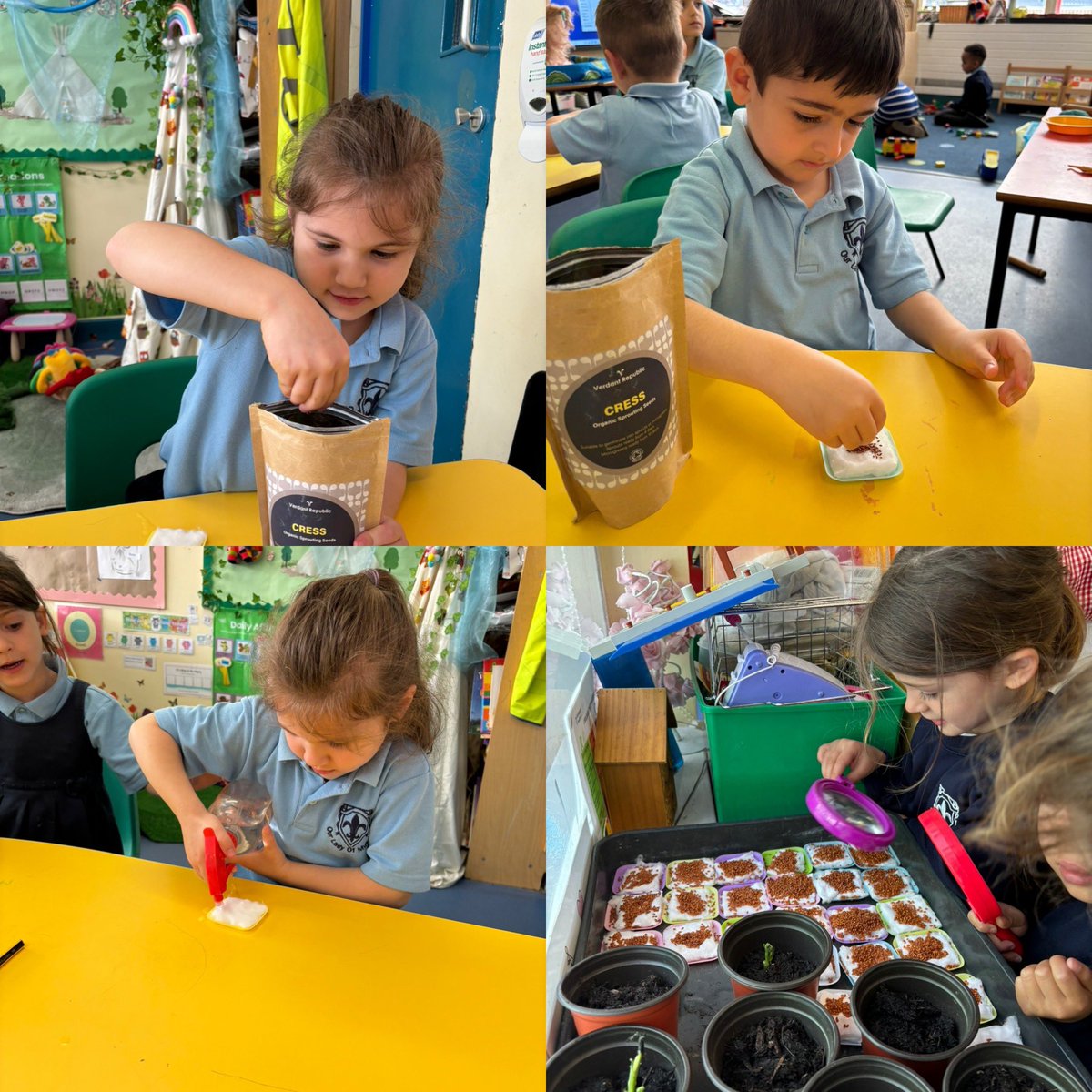 This week the children in Reception planted cress seeds as part of their topic on ‘Growing’. They are now excited as they watch them begin to sprout.