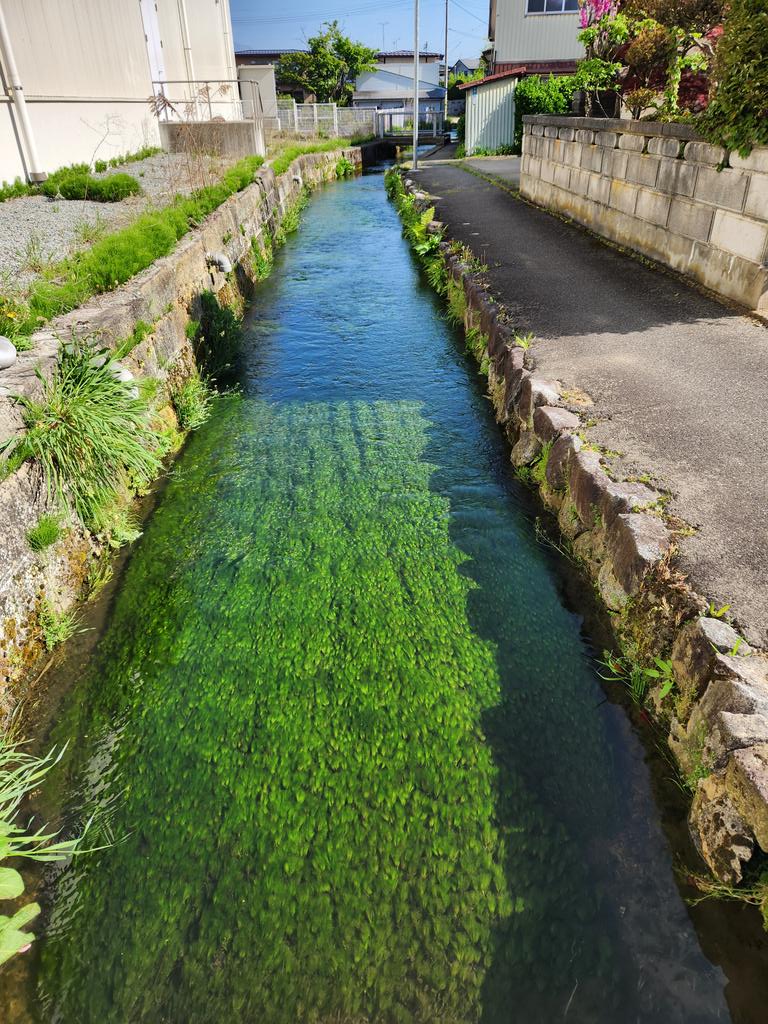 水路だらけの長井の町。ここ木蓮川には一面のバイカモ。