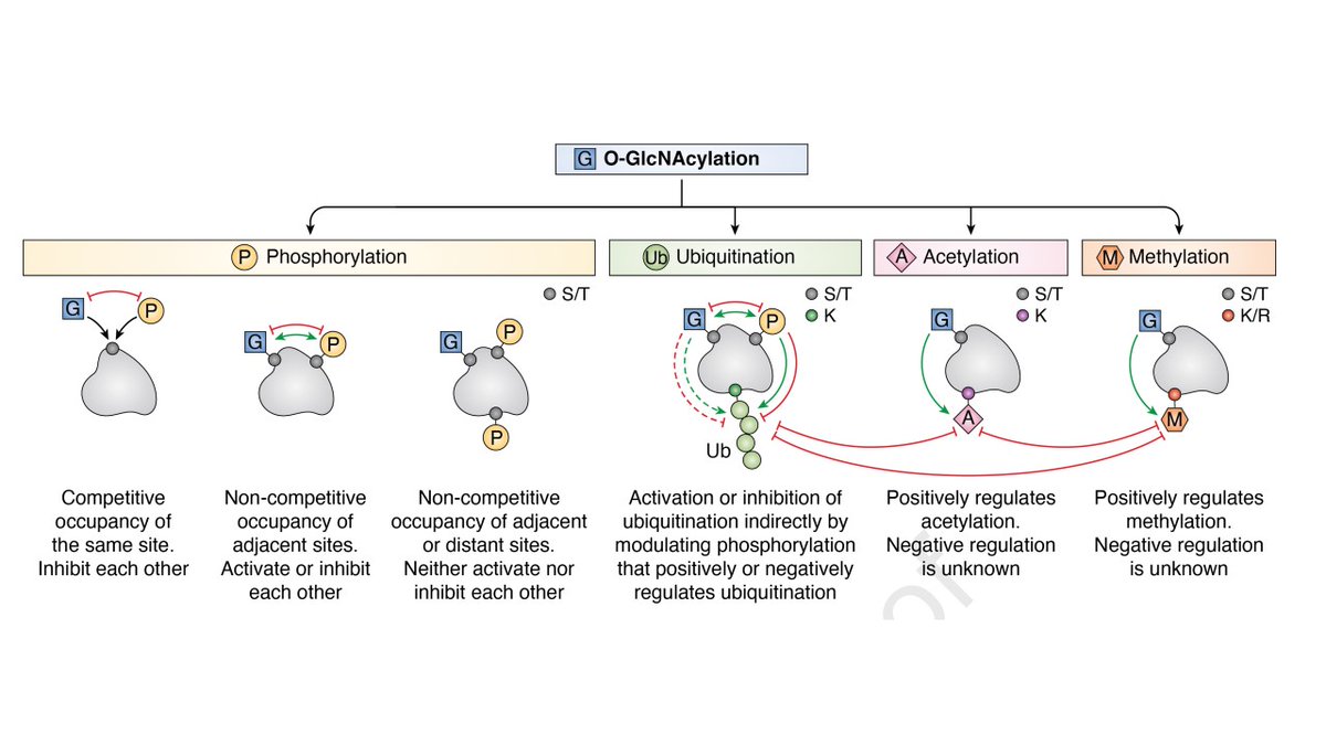 O-GlcNAcylation and immune cell signaling: a review of known and a preview of unknown. Immune system development, role in neutrophil/myeloid/NK/mast/TCR/BCR signalling. O-GlcNAcylation and other posttranslational modifications. @jbiolchem tinyurl.com/2xy64r32 #glycotime