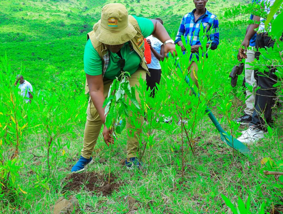 gladyswanga's tweet image. We are almost there, 1,2,3 ..... 99 and voila 100!
#NationalTreePlantingDay 
#TreePlantingDay