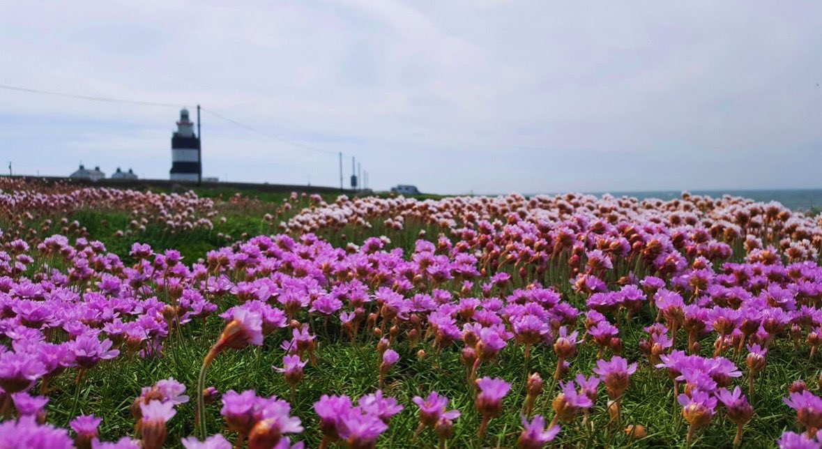 LOOK what is back… The season of the Sea Pink has returned & the carpets of flowers at Hook are magnificent. We’re open everyday folks - join us and enjoy! ☀️ 🌊 🌺 #hooklighthouse #wexford #nature #ireland #irelandsancienteast