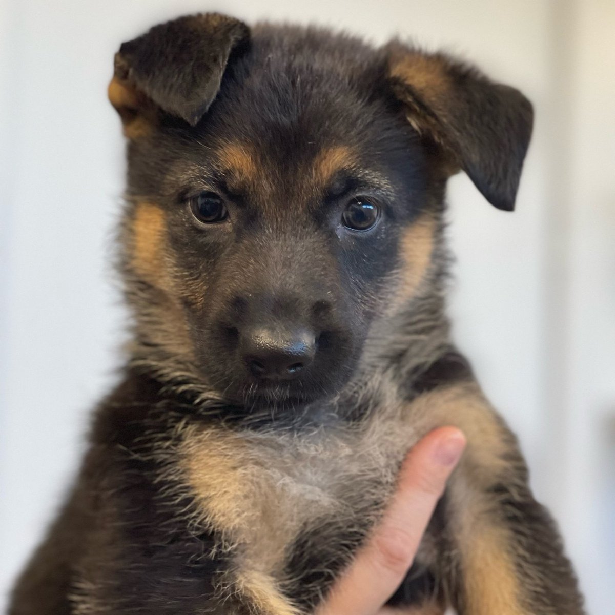 German shepherds are described as being loyal, intelligent, and active – making them excellent guide dogs. Learn more about German shepherds on our website 👉 bit.ly/4bvdUCp (2/2)