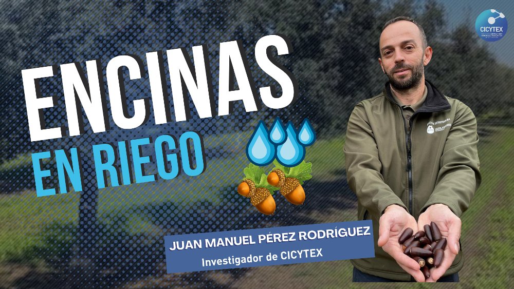 💦🌳Proyecto encinas en riego de @CICYTEX 👨‍🔬Un proyecto que nació en 2018 y q ha conseguido multiplicar la producción de bellotas para consumo animal o humano📈 🧑‍🌾Una alternativa de cultivo para zonas con poca disponibilidad de agua 📽️Aquí te lo contamos youtu.be/qvj0gVCltUc?si…