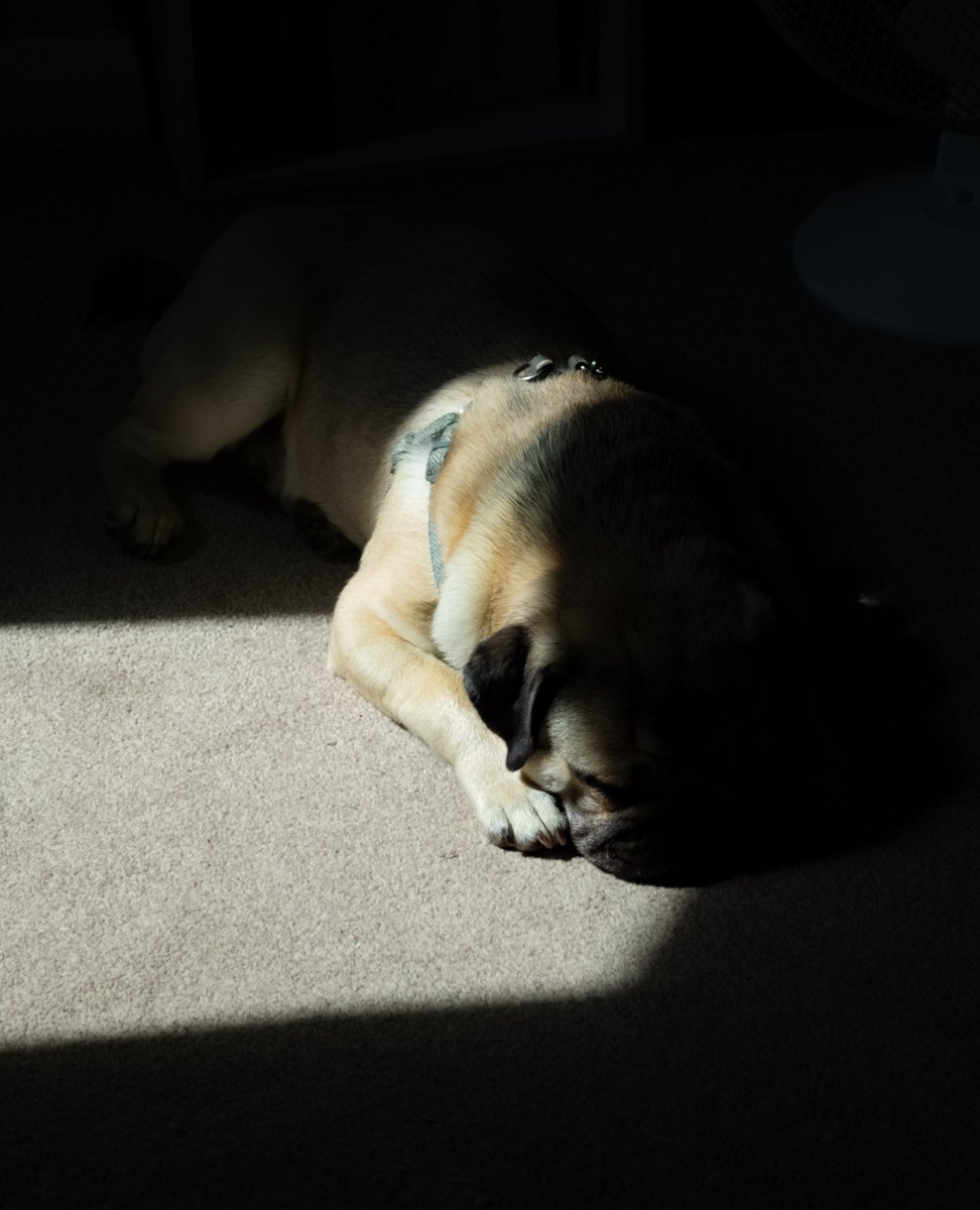 Sunbeams warm his furry hide,
Contentment fills him deep inside.

#ShotOnSnapdragon 
#OnePlus12