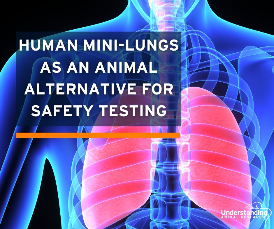 Scientists at the University of Manchester developed human mini-lungs that were able to mimic the responses of animals when exposed to specific nanomaterials.

Read full story here: buff.ly/3Wpg1n4  

#AnimalResearch #AnimalTestingReplacement #MiniLungs #HumanOrganoids