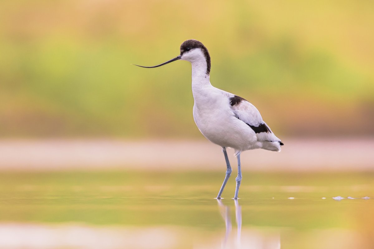 Our latest blog is available on the RSPB Community page. It's a round-up of all the latest happenings across the reserve. We hope you enjoy it. community.rspb.org.uk/placestovisit/…