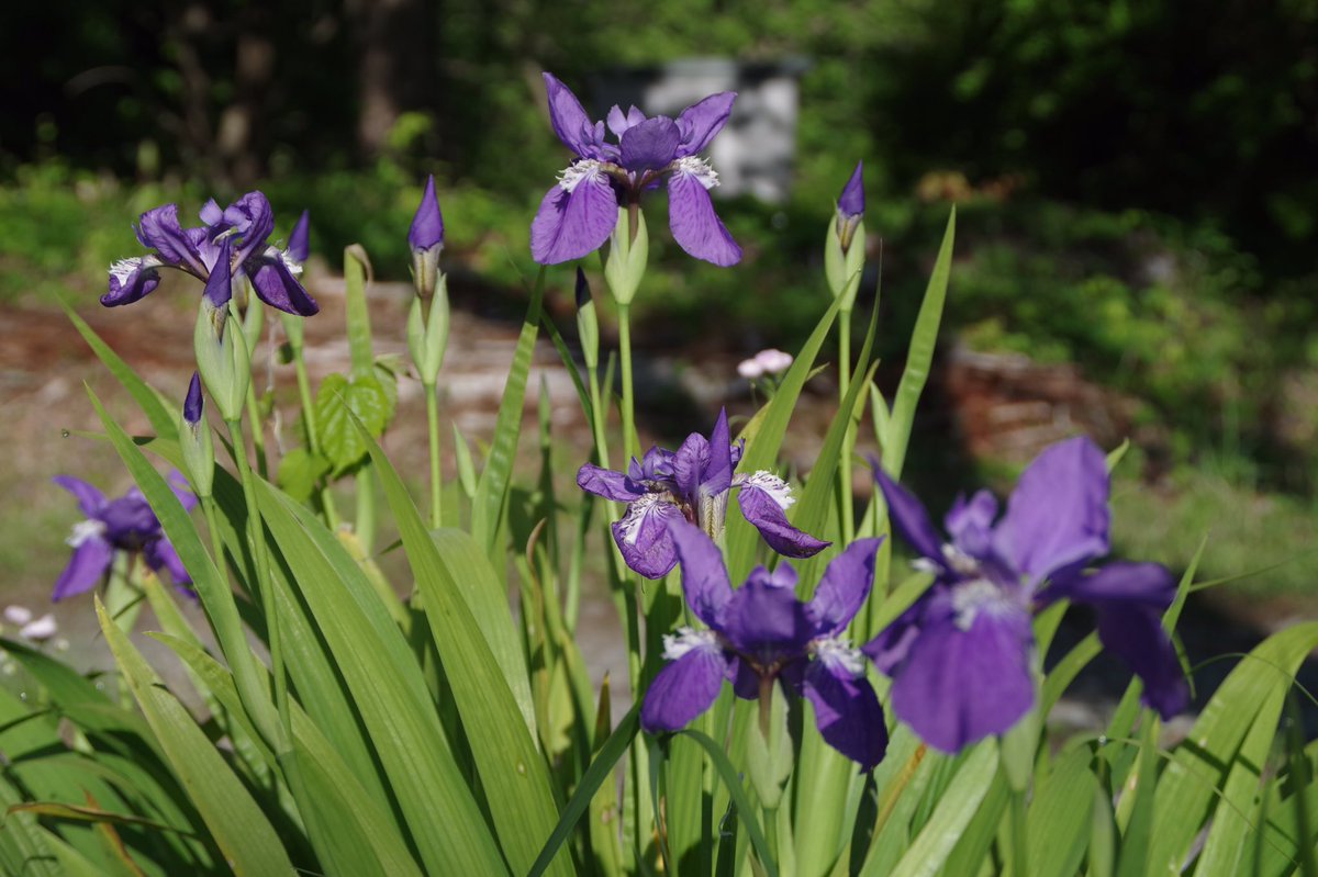 「イチハツの花」
アヤメ科アヤメ属
#八ヶ岳南麓より 
#イチハツの花
#イチハツ
#一初
#花フレンド
#はなまっぷ 
#写真好きな人と繋がりたい 
#写真撮ってる人と繋がりたい 
#写真で伝えたい私の世界 
#ふぉと
#ファインダー越しの私の世界ᅠ
#東京カメラ部
#広がり同盟