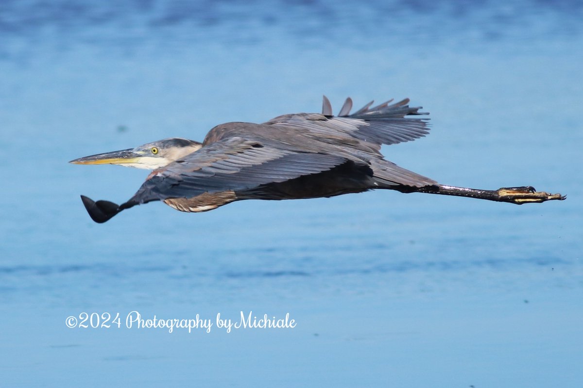 'Go to the people and places that set a spark in your soul...' (A great blue heron at Ding Darling Wildlife Refuge on Sanibel Island, Florida)