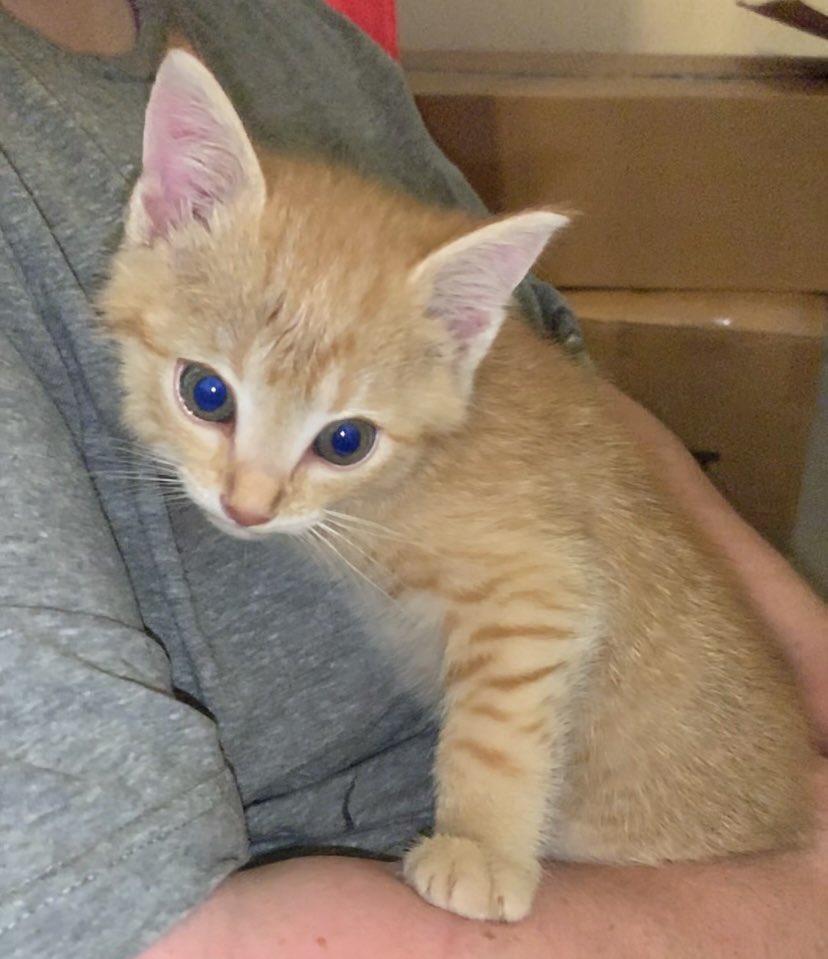 AngelaCampbel's tweet photo. Another one found me. Stopped at a gas station and heard this itty bitty kitten crying from some nearby bushes. He was covered in black marks, so we think he fell from someoneโs engine. Gonna take him to the vet in the morning. Help me name him, please! #namethatkitten https://t.co/Sc2Ld5wC3G
