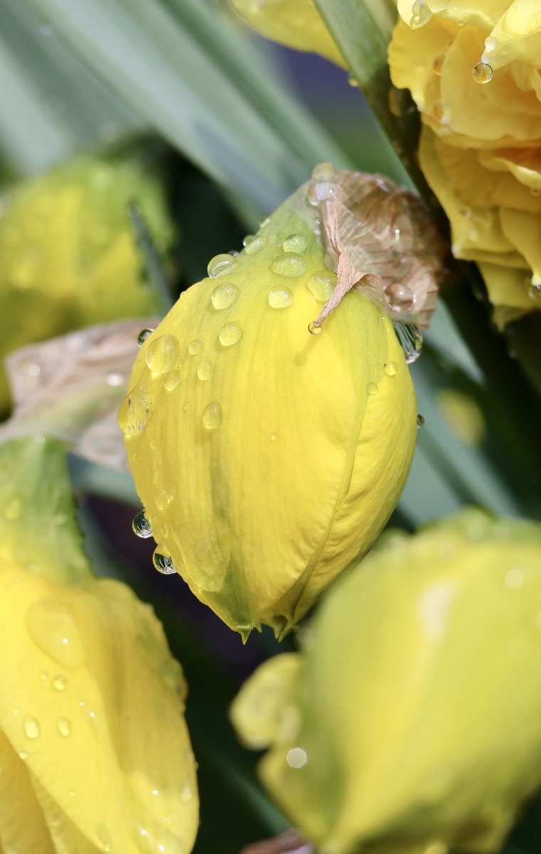 Be Kind to your Mind!
Focus on Good!
Make yourselves proud!

#HappyFriday 
#YellowDay 
#FlowersOfTwitter 
#FlowersOnX 
#KrrishClick