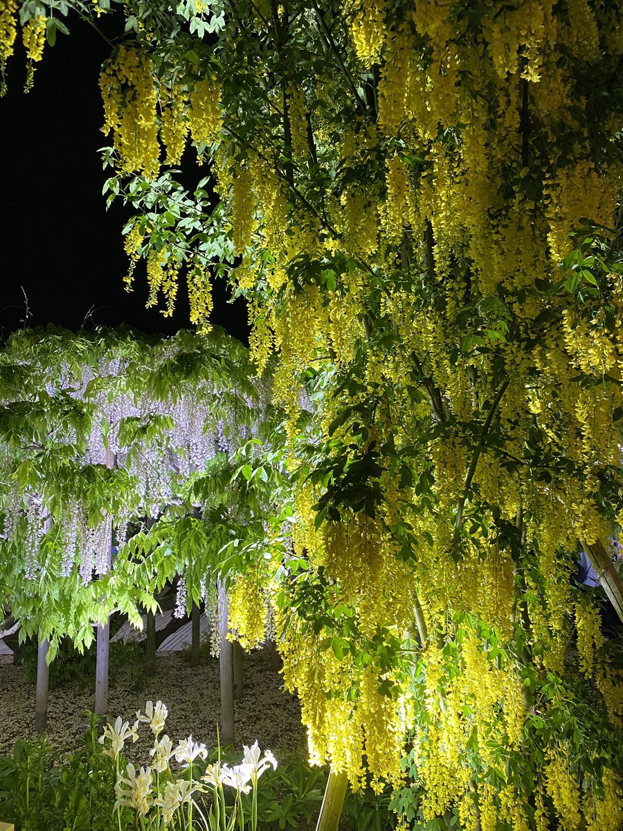 こんばんは✨ あしかがフラワーパークにて 🌟ライトアップされた　 きばな藤🌟 黄色い藤の花が満開です💛 2024/05/05 今日も一日お疲れ様でした.☪*ﾟ #写真撮ってる人と繋がりたい #TLを花でいっぱいにしよう