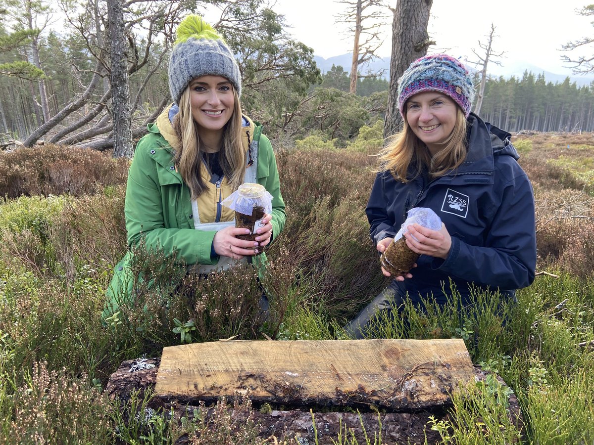 Did you spot us on Landward last night? Dr Helen Taylor was joined by @annemcalp to release thousands of critically endangered pine hoverfly larvae into the Cairngorms National Park. Catch up on @BBCiPlayer 👉 bbc.co.uk/iplayer/episod…