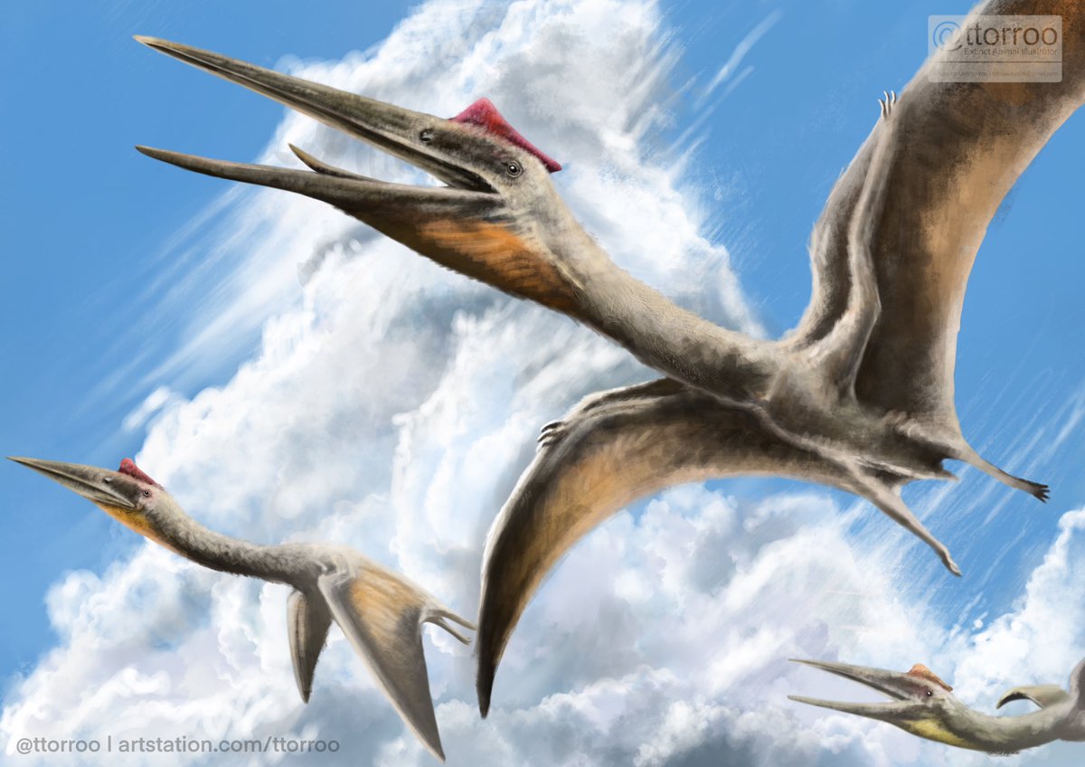 King of the sky ☁️ #FossilFriday