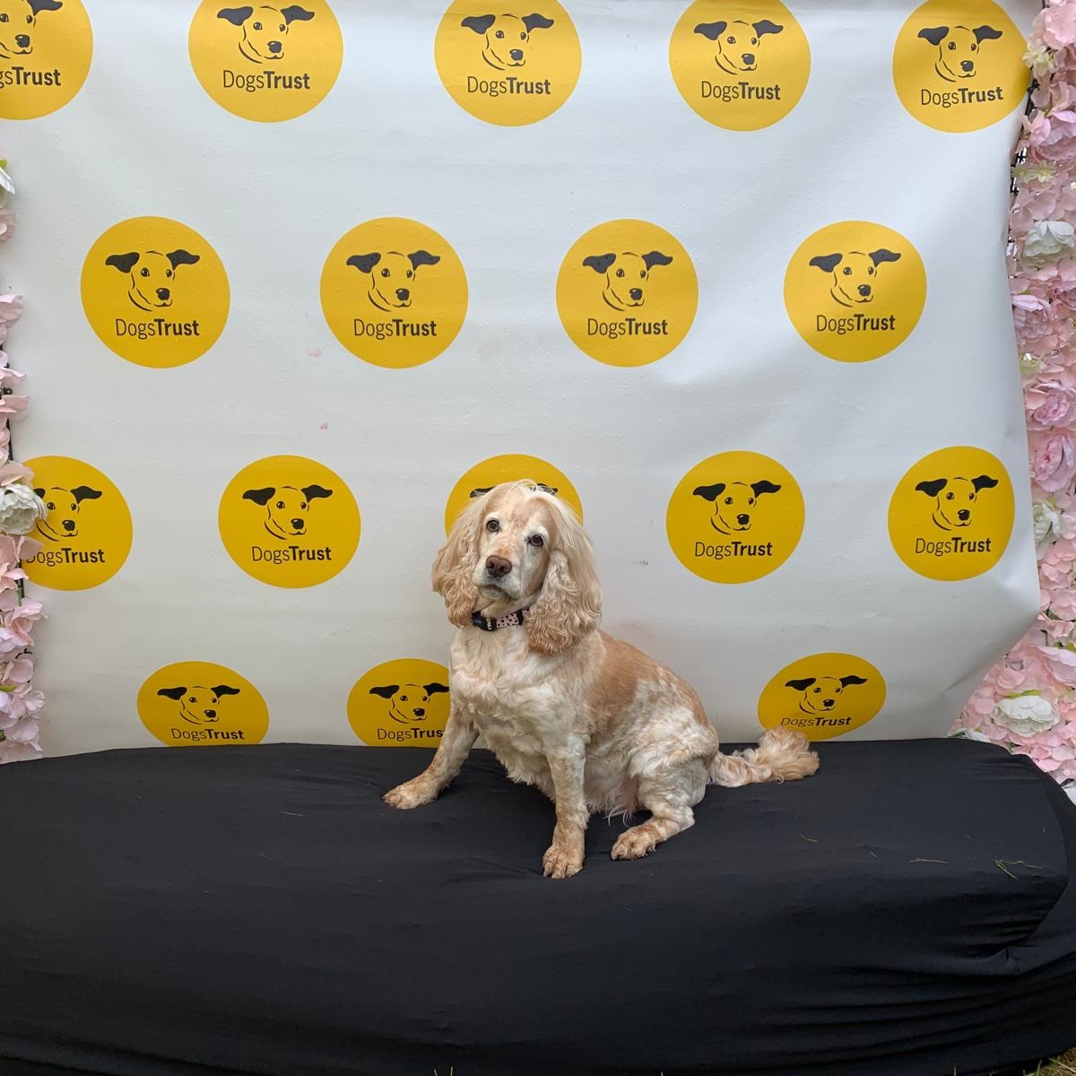 We can’t wait for the second @DogfestUK event 25 & 26 May at Ragley Hall! 🤩 We will be there at our #DogsTrustVillage – just head for the yellow to say hello 💛 Dont forget, 15% of your ticket price will come back to us here at Dogs Trust! Book today 👉 bit.ly/3Okheap