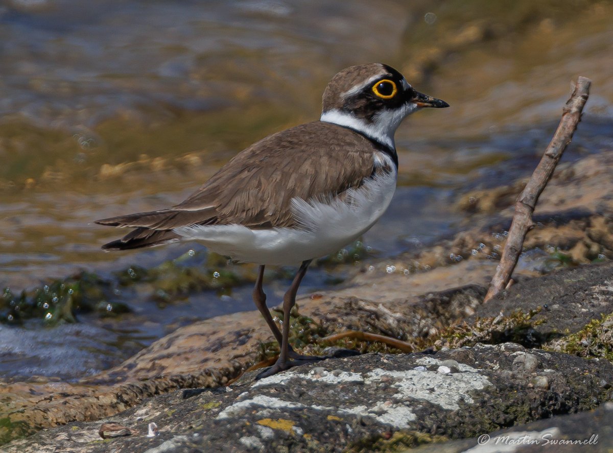 Martin Swannell (@alanthetortoise) on Twitter photo Little Ringed Plover #Northantsbirds Ravensthorpe Dam. <a href="/barbeldave/">David Smith</a> @jcbirder <a href="/bonxie/">Mike Alibone</a> Little Ringed Plover #Northantsbirds Ravensthorpe Dam. <a href="/barbeldave/">David Smith</a> @jcbirder <a href="/bonxie/">Mike Alibone</a>