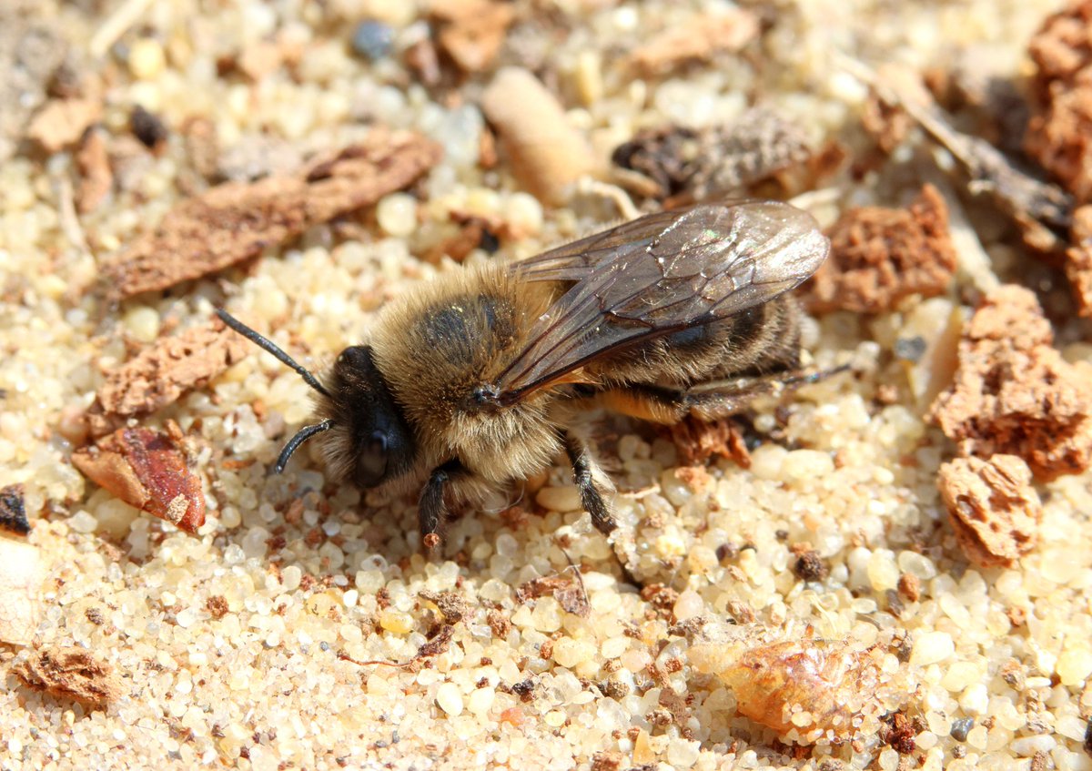 A bit of a surprise to find a huge colony of Colletes cunicularius on a pulverised fuel ash bank just outside Doncaster yesterday. They really are expanding! Last time I saw it they were still restricted to W coast dunes and a scatter of sites in the S. @bwars2000 @StevenFalk1