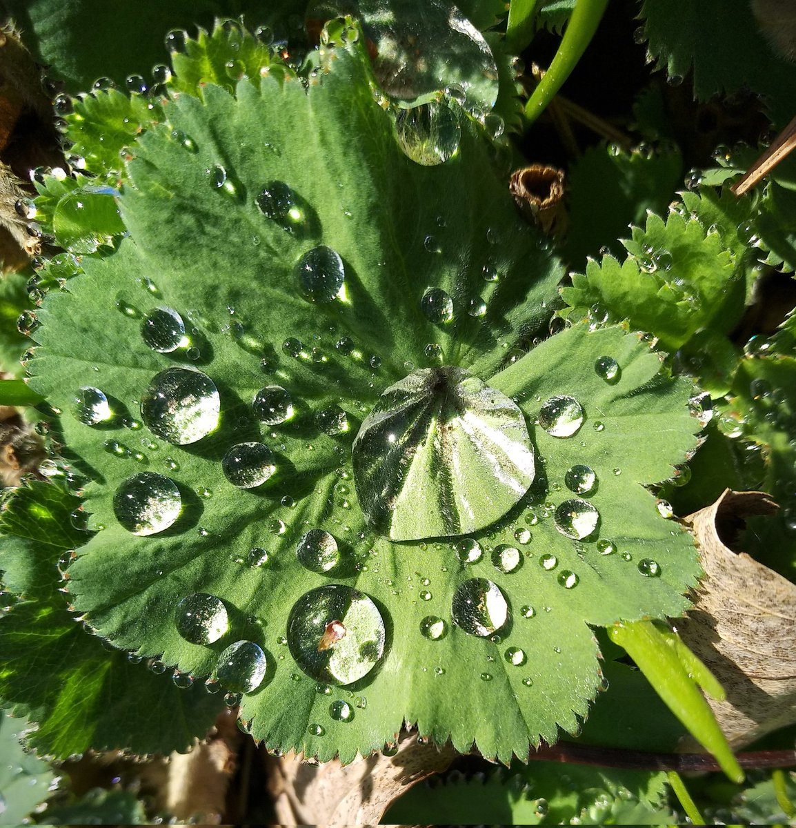 Waterdrops in the Sun!💦 The weekend is almost here! 🙋🌞💚