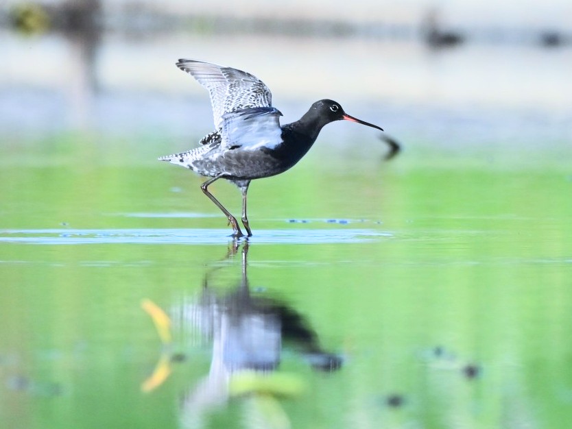 黒と白とワンポイントの赤
なんて素敵な配色なんでしょう🤩
#ツルシギ　#繁殖羽　#野鳥