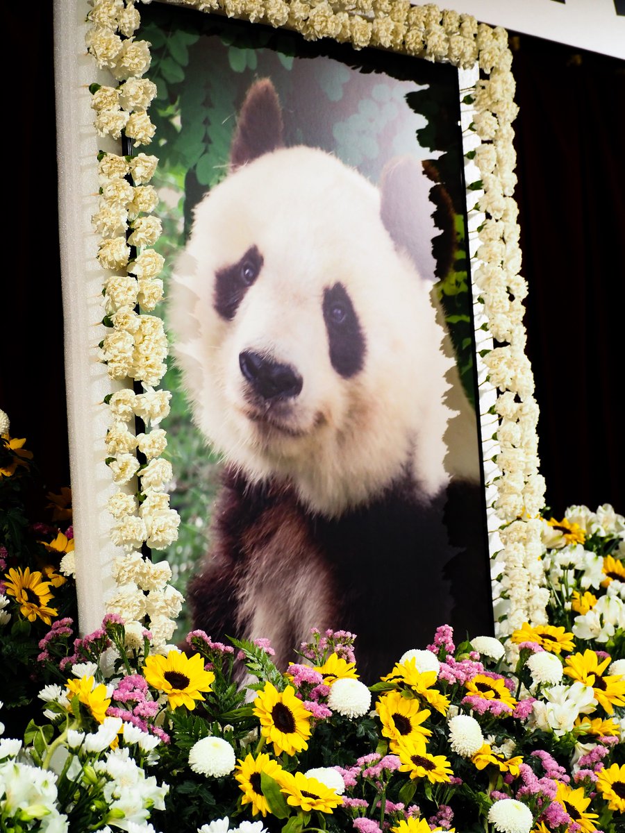 本日はジャイアントパンダ「タンタン追悼式」を無事開式することが出来ました。
皆様からのタンタンへの温かい心遣いについて誠に感謝しております。
今後とも神戸市立王子動物園をどうぞよろしくお願いします。
＃王子動物園