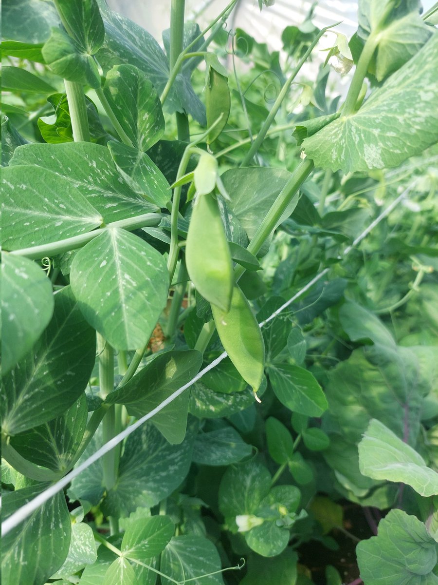 Sugarsnap peas have entered the chat.... @marielouisemuir @markyptweets