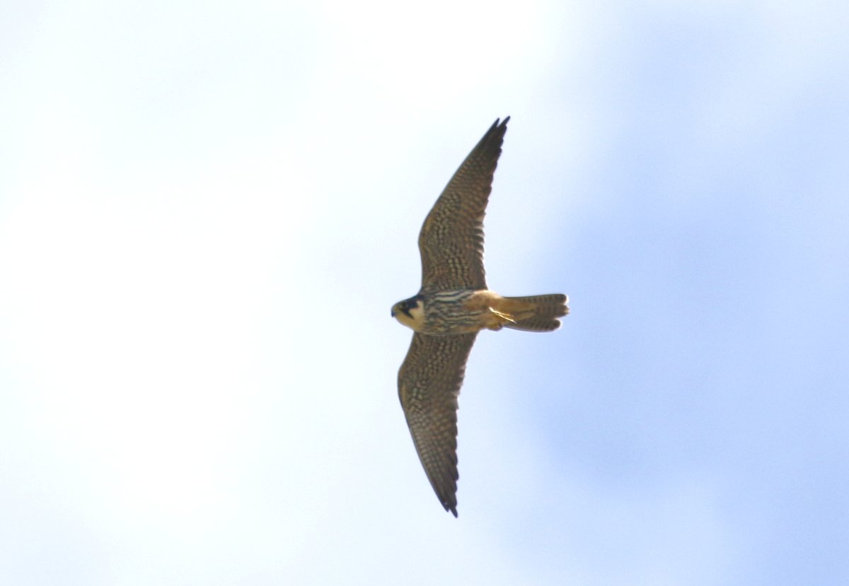 Catching up Again! Here are some more shots of the Hobbies I had the other day They were very high up catching insects: Here is one flying high above me. Enjoy! @Natures_Voice @NatureUK @KentWildlife @Britnatureguide #BirdsSeenIn2024