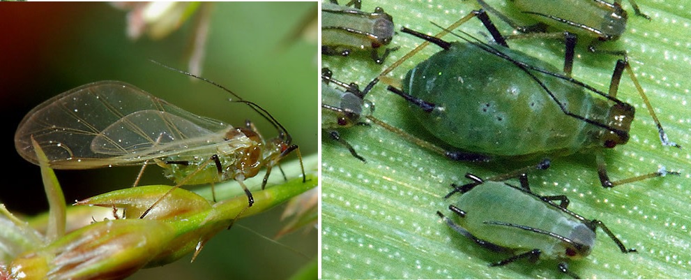 Review of #crop risks and economic thresholds of important #wheat #pests (#aphids, #midges, gout fly) in the U.K. and northern #Europe - article in <a href="/ASD_INRAE/">AgronomySustainDev</a> by <a href="/danielleybourne/">Daniel Leybourne</a>, <a href="/katestorer/">Kate Storer</a> and others like <a href="/SamuelTelling/">Sam Telling</a> - doi.org/10.1007/s13593… 🔓