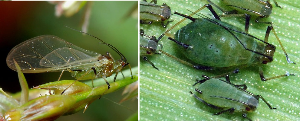 Review of #crop risks and economic thresholds of important #wheat #pests (#aphids, #midges, gout fly) in the U.K. and northern #Europe - article in @ASD_INRAE by @danielleybourne, @katestorer and others like @SamuelTelling - doi.org/10.1007/s13593… 🔓